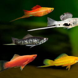 10 Types of Swordtails That Make Excellent Beginner Fish