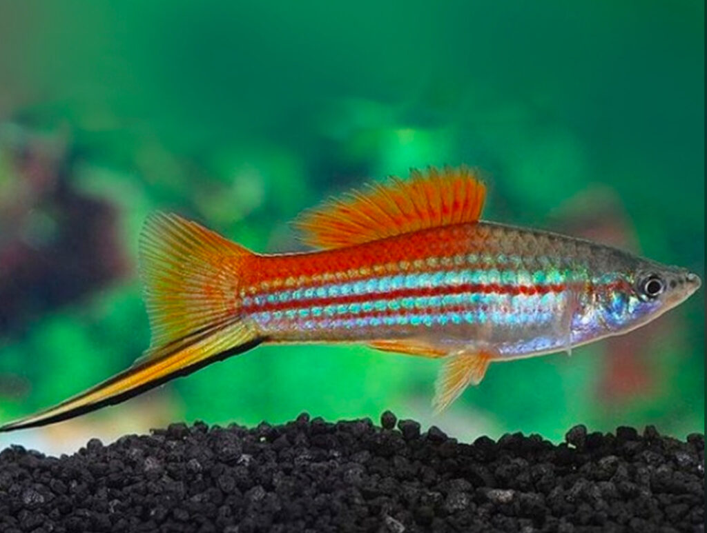 Common Swordtail fish.