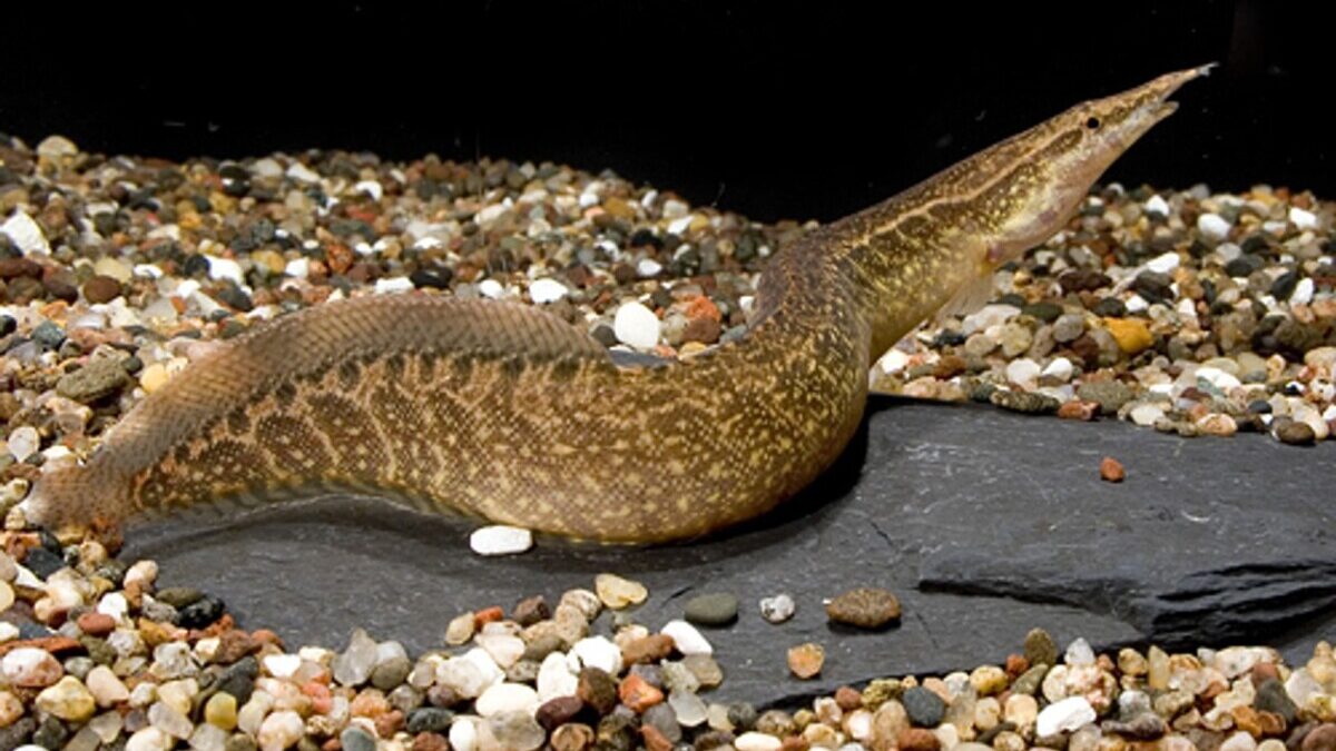 A close up of a zig zag eel on a blank background.