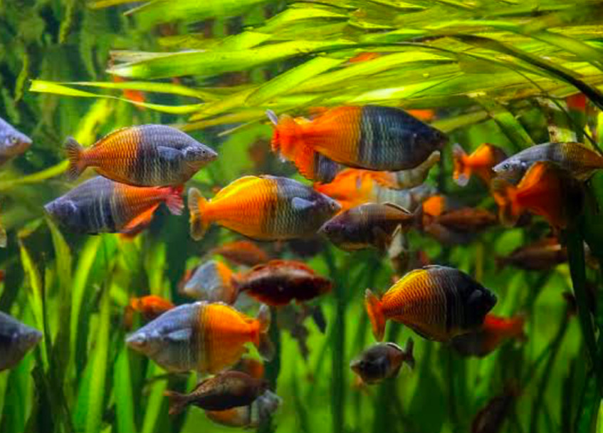 Boesemani Rainbowfish school