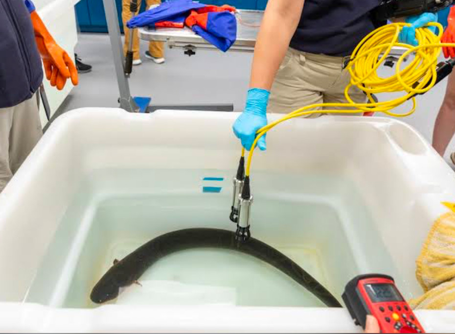 Scientists using prongs in a water filled tub while wearing rubber protective gear to check the charge the eel is producing.