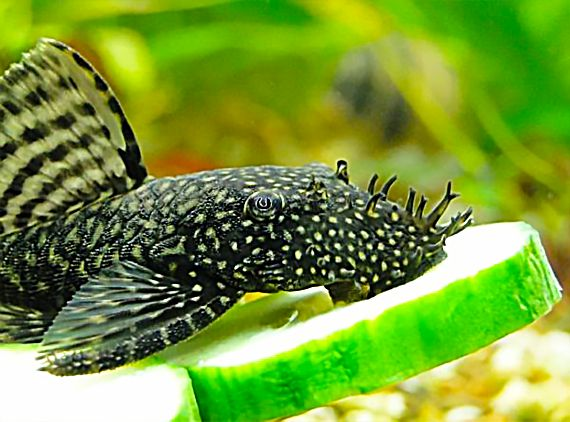 Pictured, A Bristlenose Pleco eating a cucumber