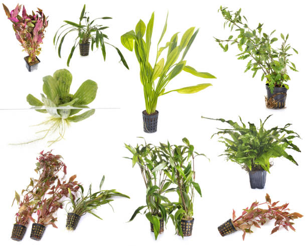 What Are Easy Aquarium Plants for Beginners?