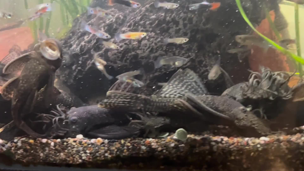 Pictured, breeding community of Ancistrus Cirrhosus having a feeding frenzy