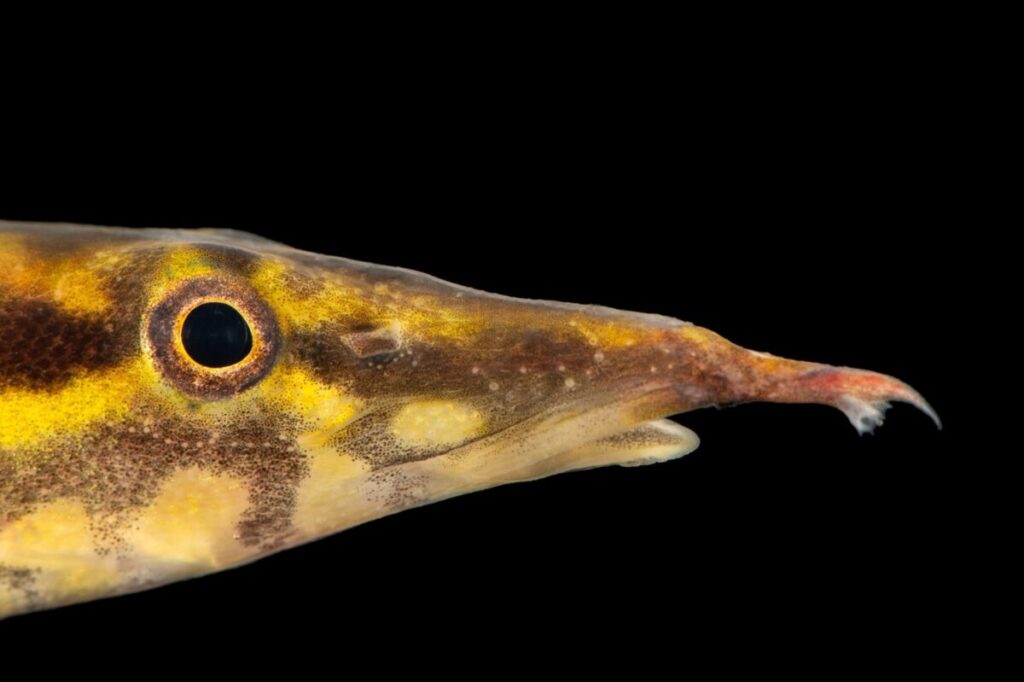 Close up of the face of a Zig-Zag Eel.