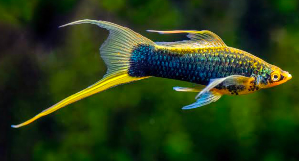 The Lyretail Swordtail.