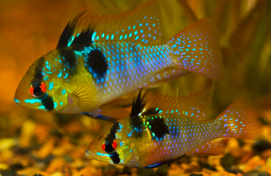 German Blue Ram cichlids.