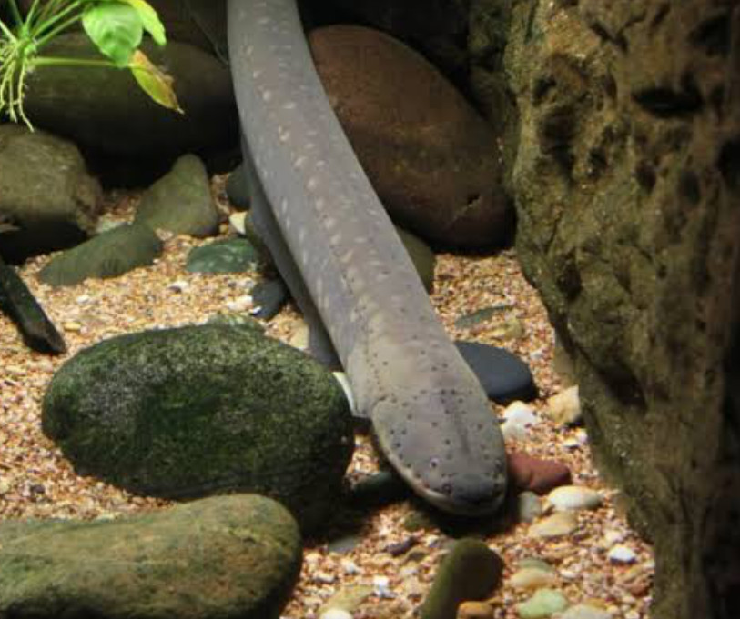 An electric eel resting at the bottom of a tank.