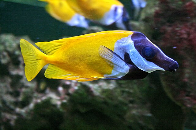one spot foxface rabbitfish