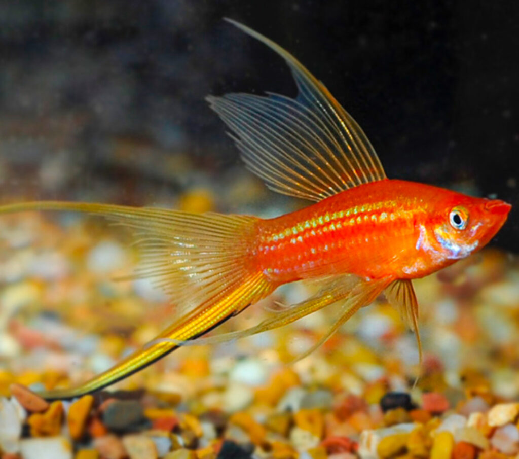 A Hi-Fin Swordtail in a well aquascaped tank.