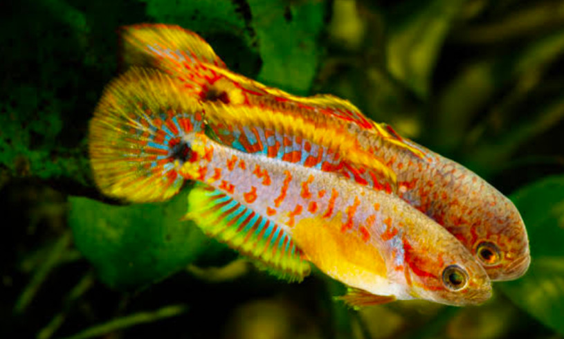 A beautiful Peacock Gudgeon pair.