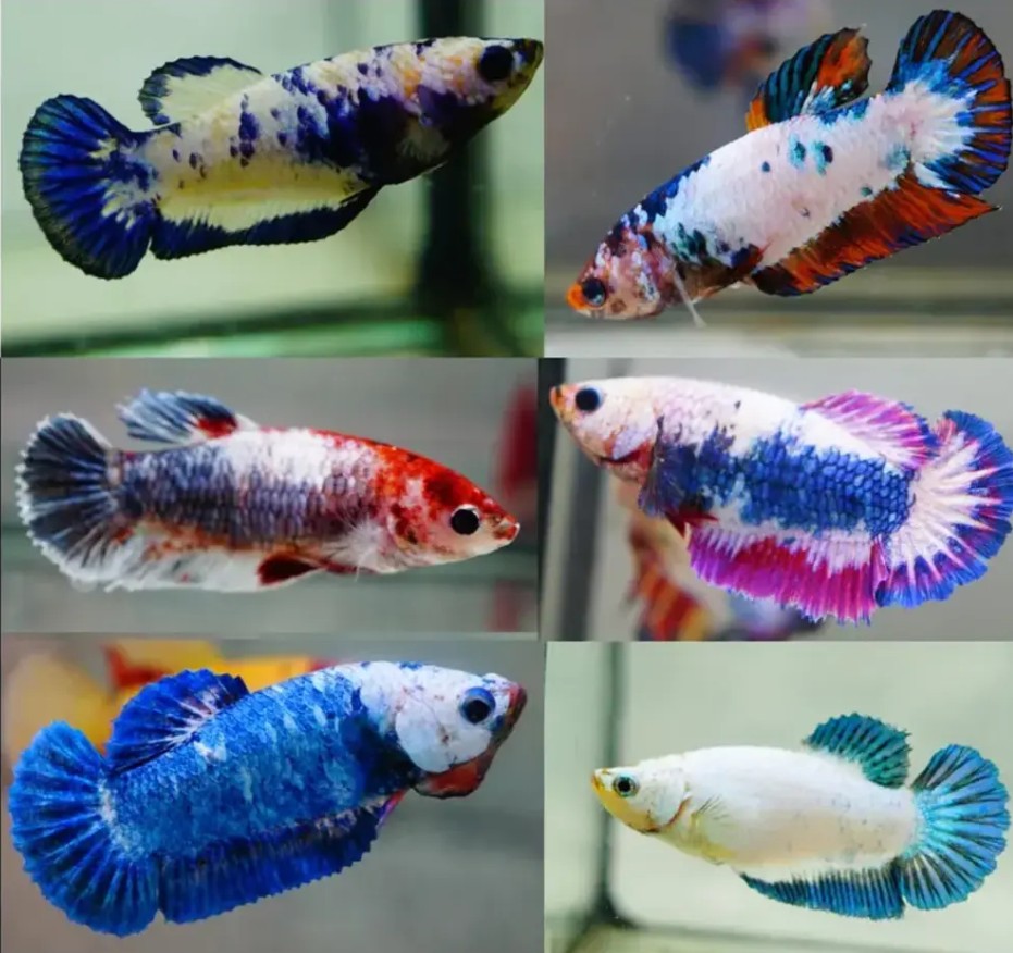 A collage of six halfmoon plakat Betta fish of various colors.
