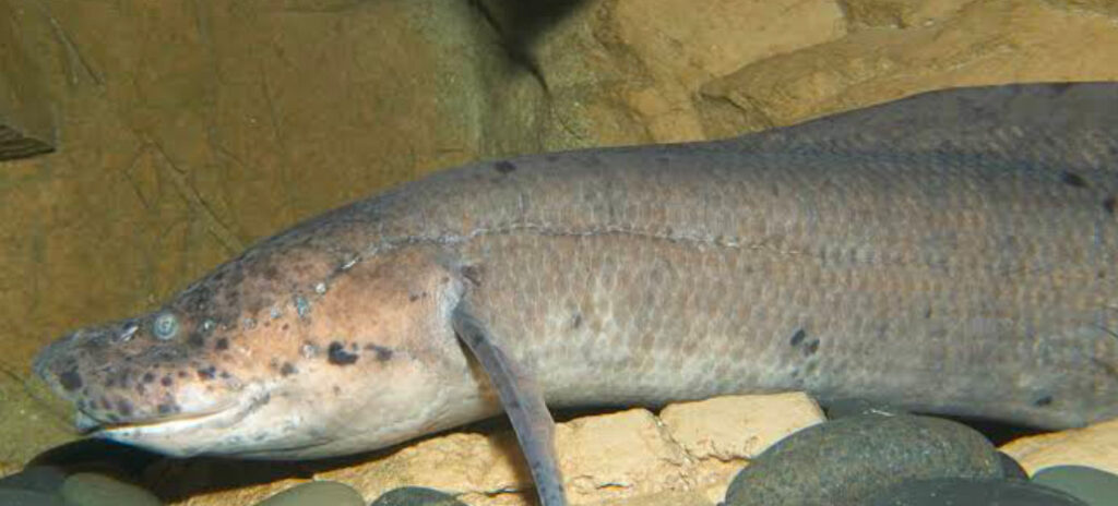 An African Lungfish in its rocky cave.