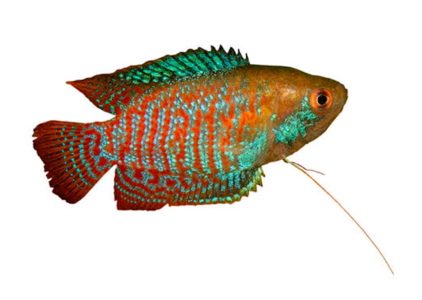 Close-up of a large gouramis on a white background.