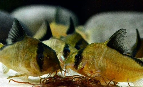 Bandit Corydoras having a feast