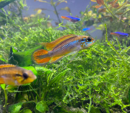 Pictured, two Apistogramma agassizii happily swimming in their planted tank