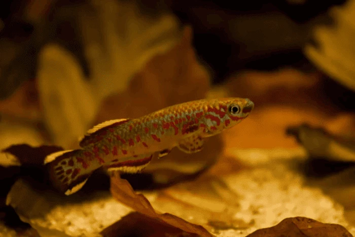 Blue Lyretail in its wild natural habitat