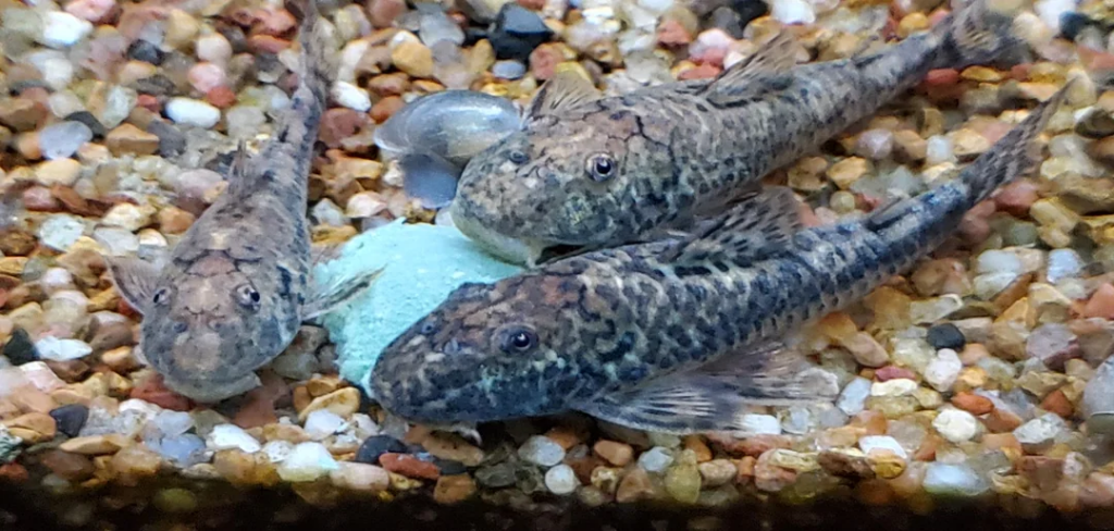 Pictured, breeding community tank of Pitbull Plecos eating an algae wafer