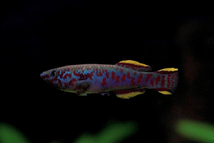 Looking closely you can see the blue hue of this Blue Lyretail