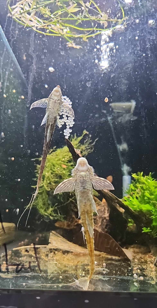 Royal Whiptail Breeding Community Tank with Fry