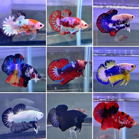 Halfmoon Plakats collage in nano tanks.