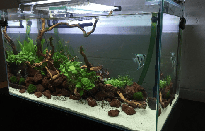 Brackish water aquarium.