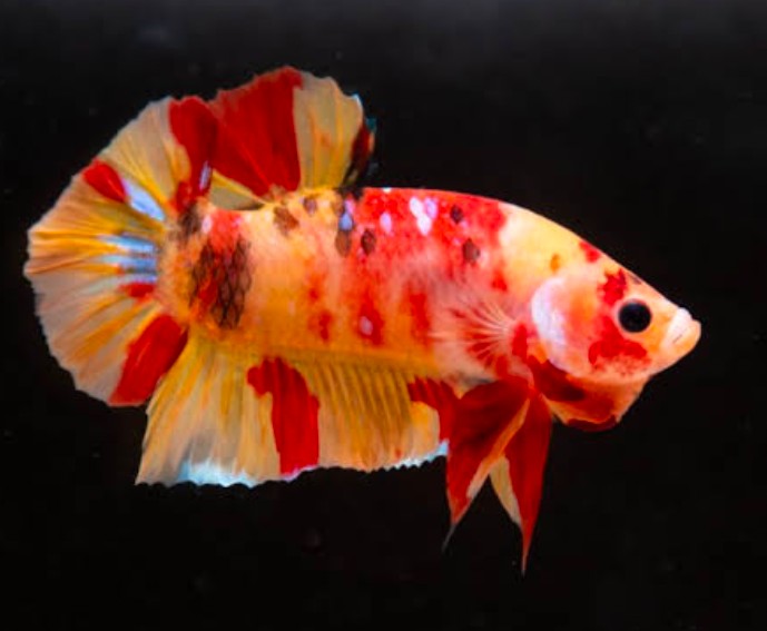 A colorful red and orange Halfmoon Plakat on a black background.