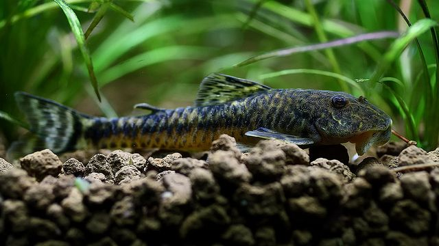 Pictured, A Pitbull Pleco ready for a snack.