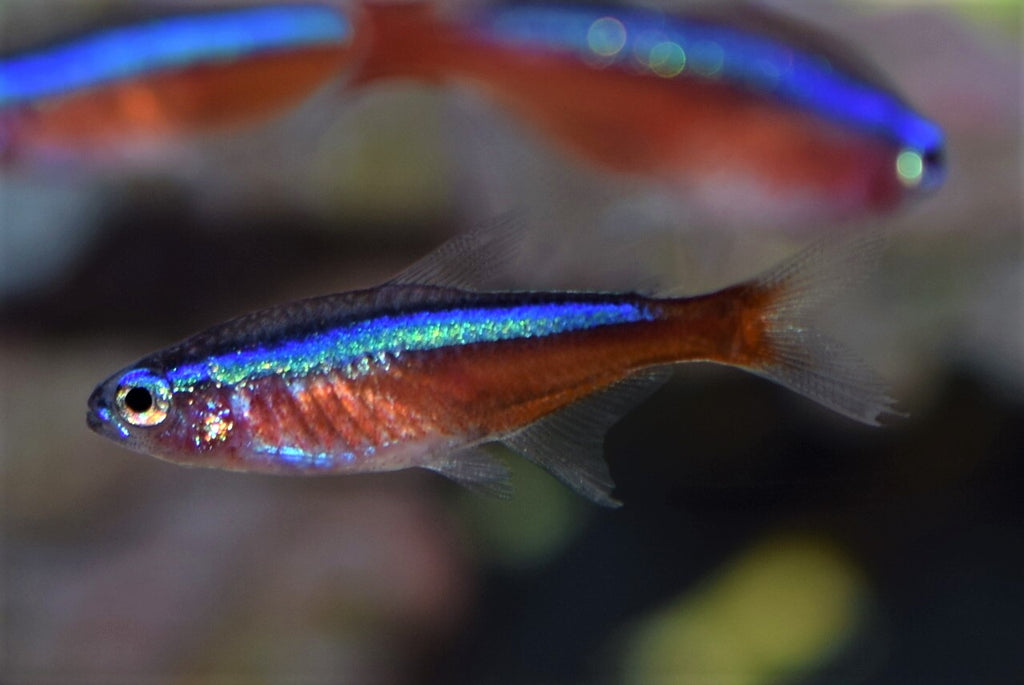 Does this Cardinal Tetra Look Aggressive?