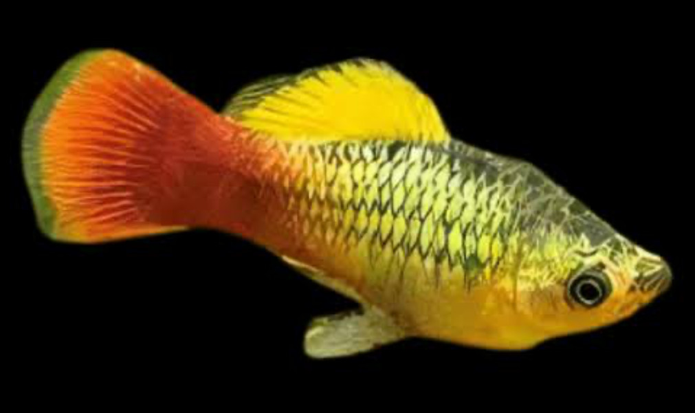 Variatus Platy