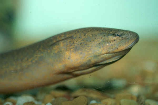 A closeup of the head of an Asian Swamp Eel head.