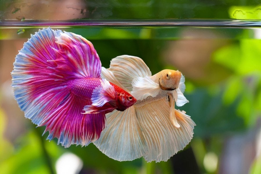Can You Put Two Betta Fish Together?