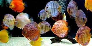 Signs of Aggressive Behavior in Discus Fish