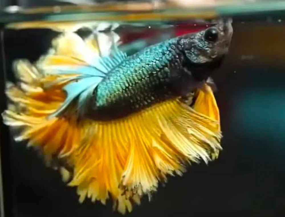 A Feathertail Betta gasping for air by the surface in a poorly oxygenated tank