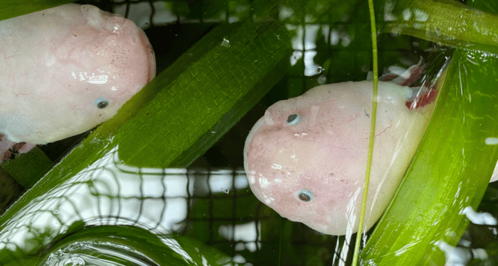 Axolotl (Ambystoma mexicanum)