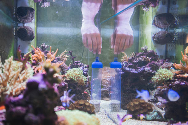 Man cleaning reef tank.