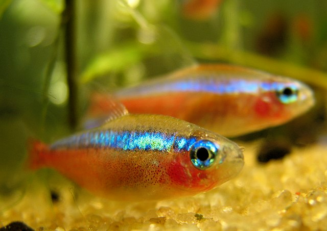 Cardinal Tetras (Paracheirodon axelrodi)