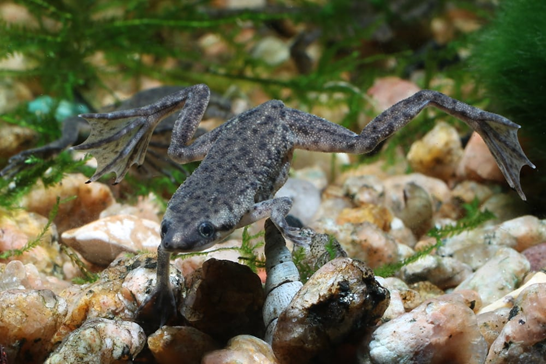 African Dwarf Frog swimming in planted aquarium