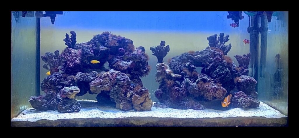 Best Practices for Keeping Clown Gobies in a Reef Tank