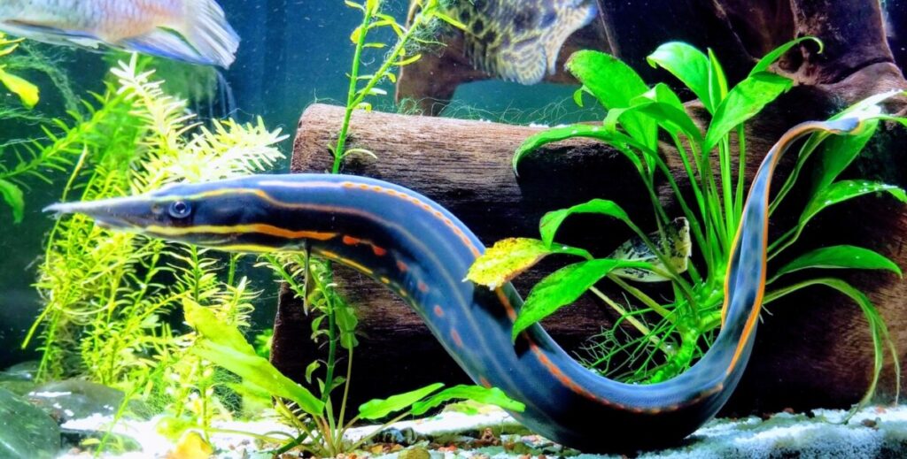 A Fire Eel exploring its beautifully aquascaped tank