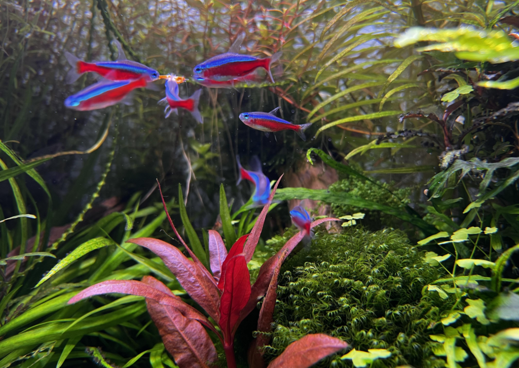 Cardinal Tetras in beautifully planted tank feeding