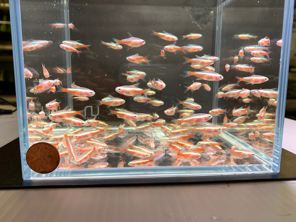 Do Cardinal Tetras Show Aggression in Smaller Tanks?
