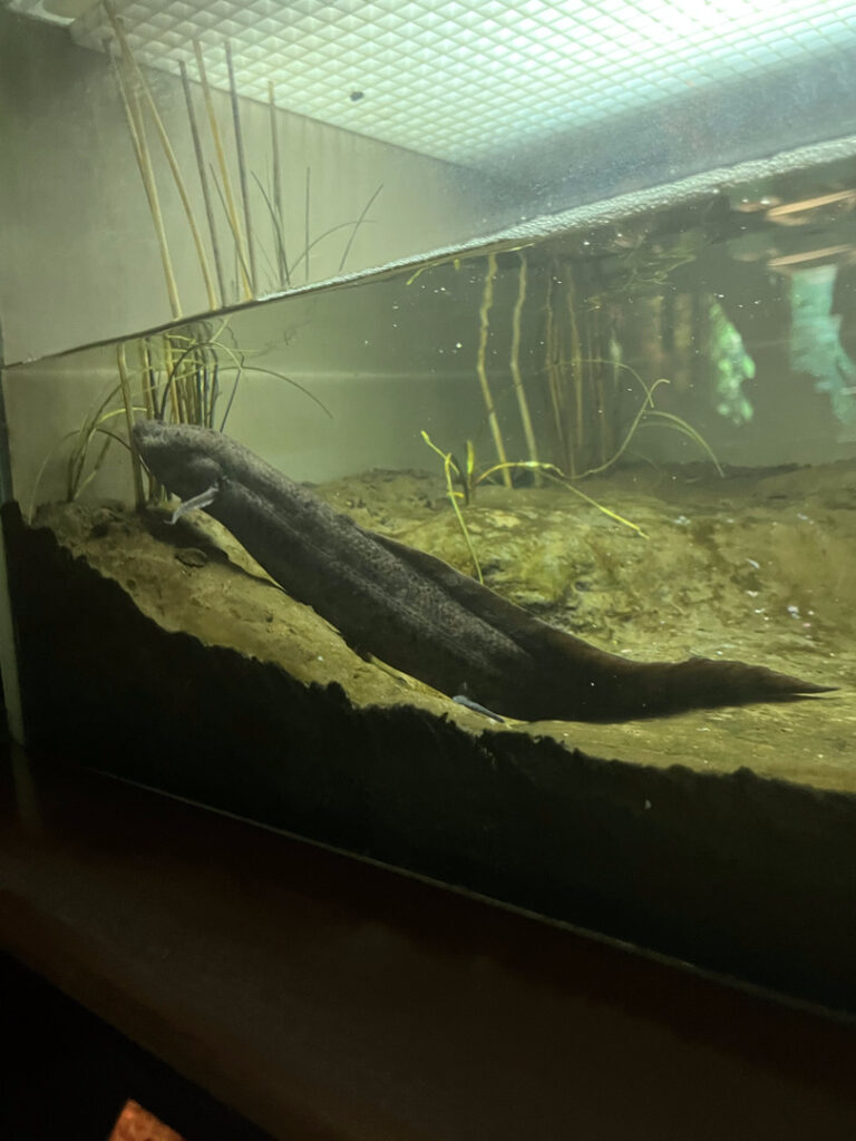 An African Lungfish in a large tank atop muddy substrate.