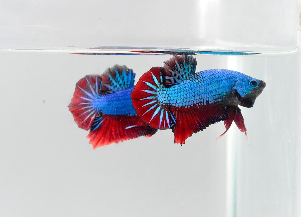 A pair of red and blue halfmoon plakat betta fish swimming near the surface of their tank with a white background.