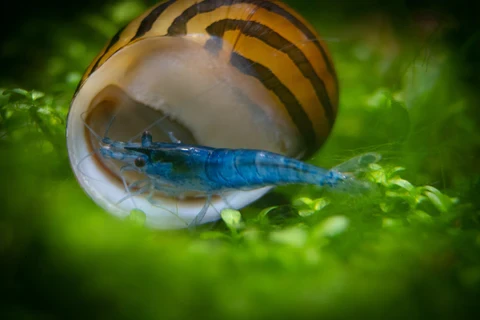 Invertebrates also make good community members for Bandit Corydoras 