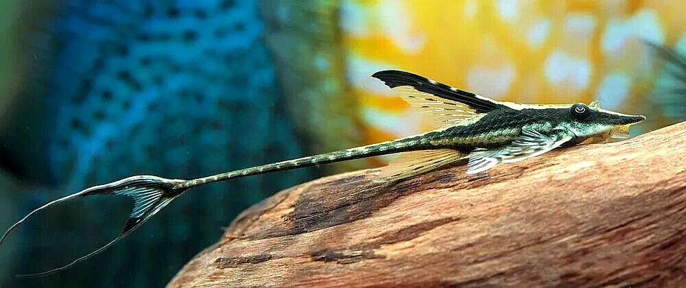 Royal Whiptail Catfish resting on a driftwood 