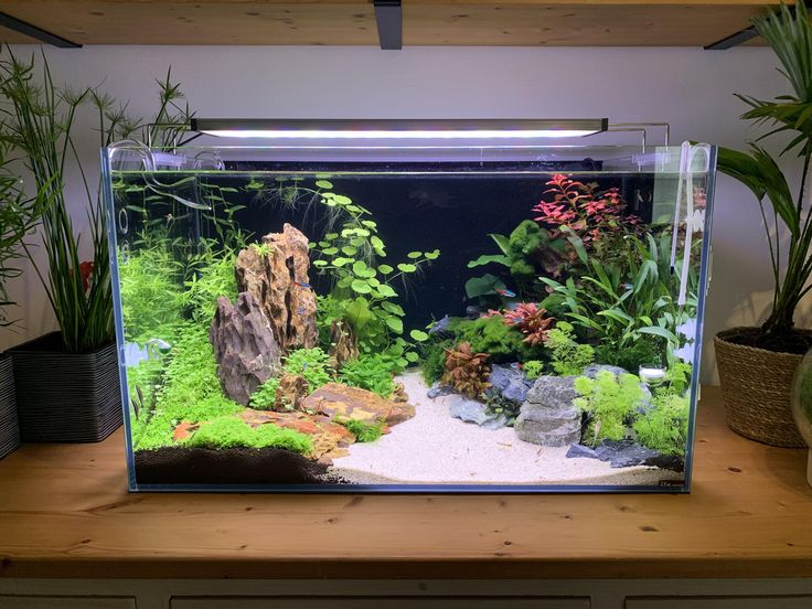 Pictured, A planted nano aquarium ideal for Pitbull Pleco