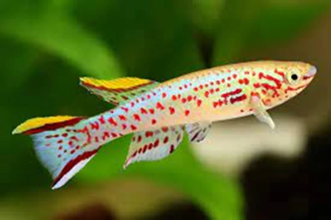 Vibrantly colored Lyretail Killifish