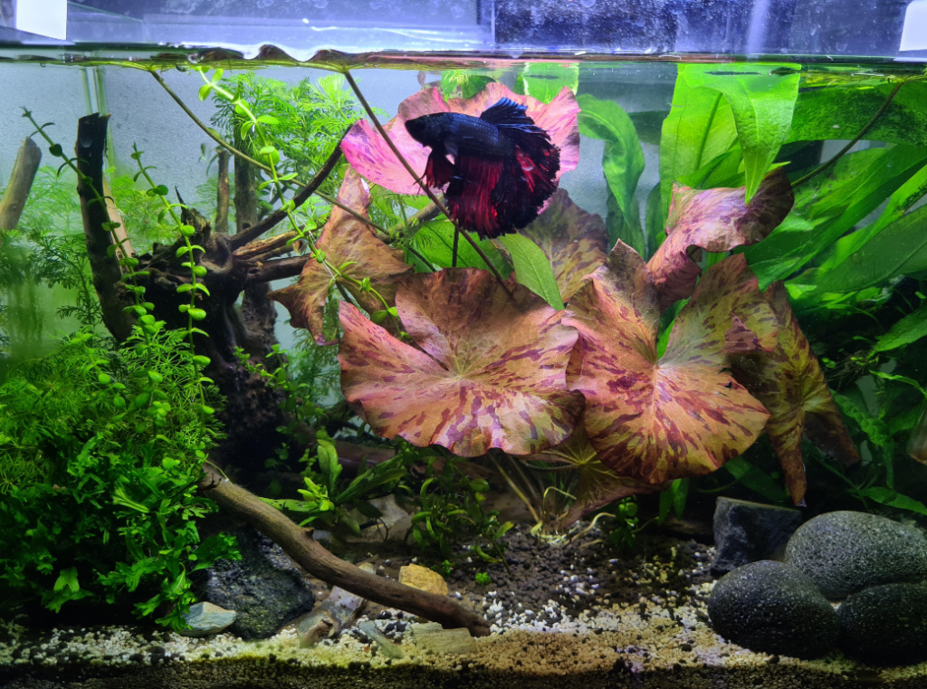 What can I put in my aquarium for decoration?