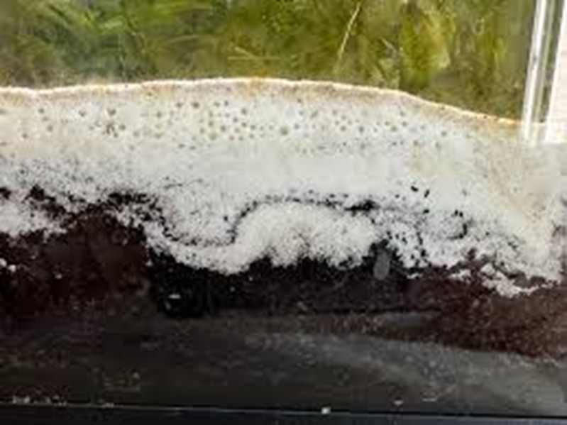 Anaerobic Pockets closup in a tank's substrate.